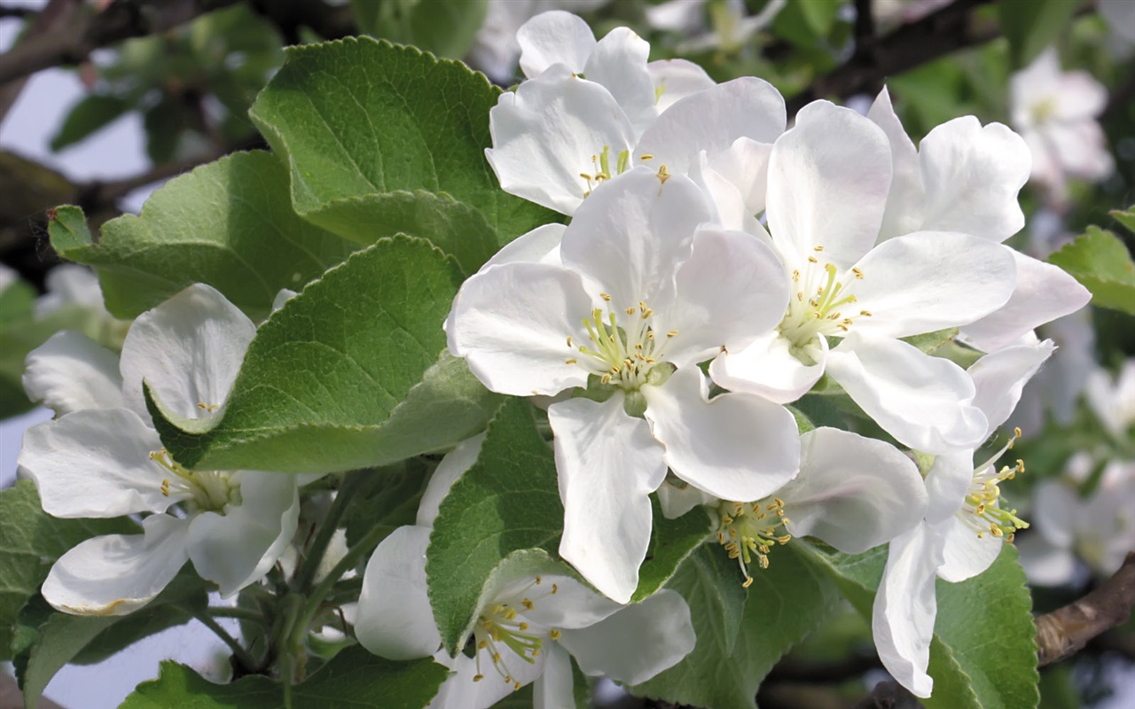 Snow-white flowers wallpaper #13 - 1280x800