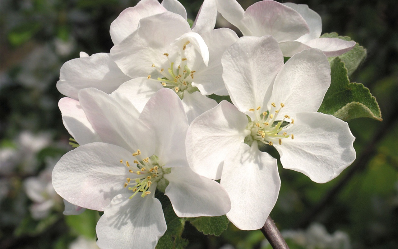 Snow-white flowers wallpaper #14 - 1280x800