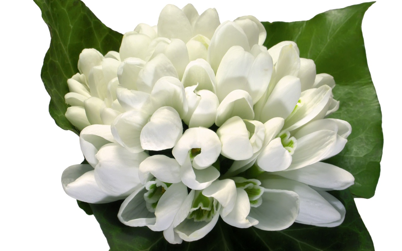 눈같이 흰 꽃 벽지 #16 - 1280x800