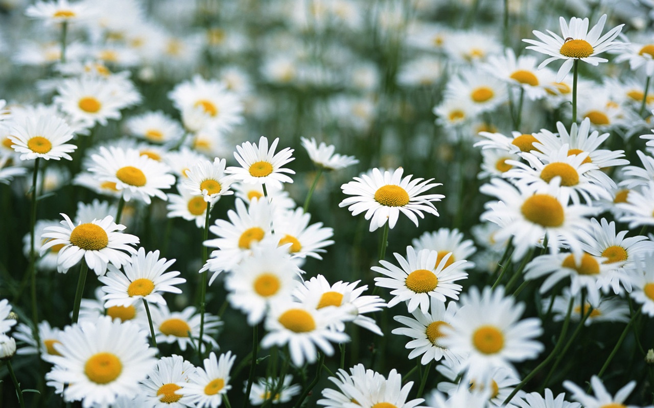 Snow-white flowers wallpaper #17 - 1280x800