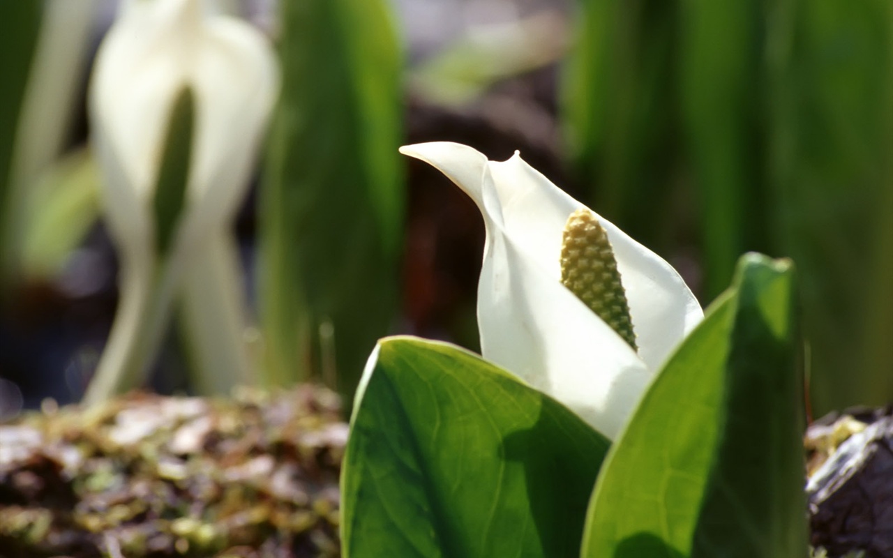 雪白花朵壁紙 #18 - 1280x800