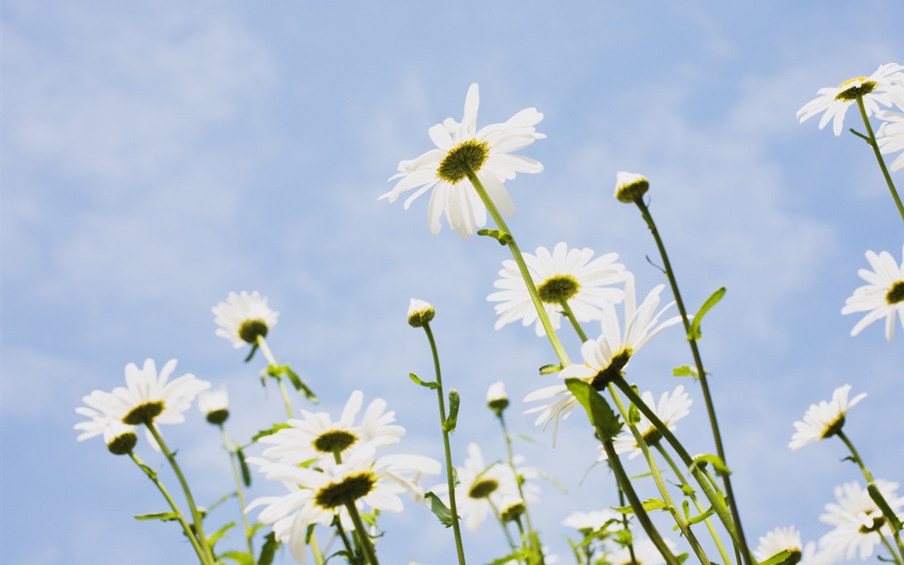 Snow-white flowers wallpaper #19 - 1280x800