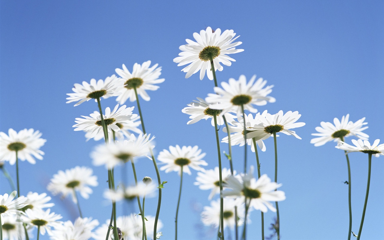 Snow-white flowers wallpaper #20 - 1280x800