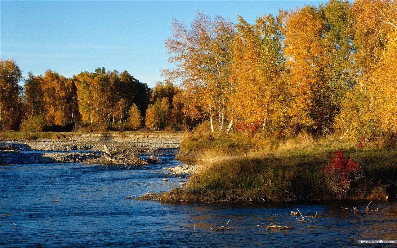 El fondo de pantalla bosque del otoño #1 - 1280x800