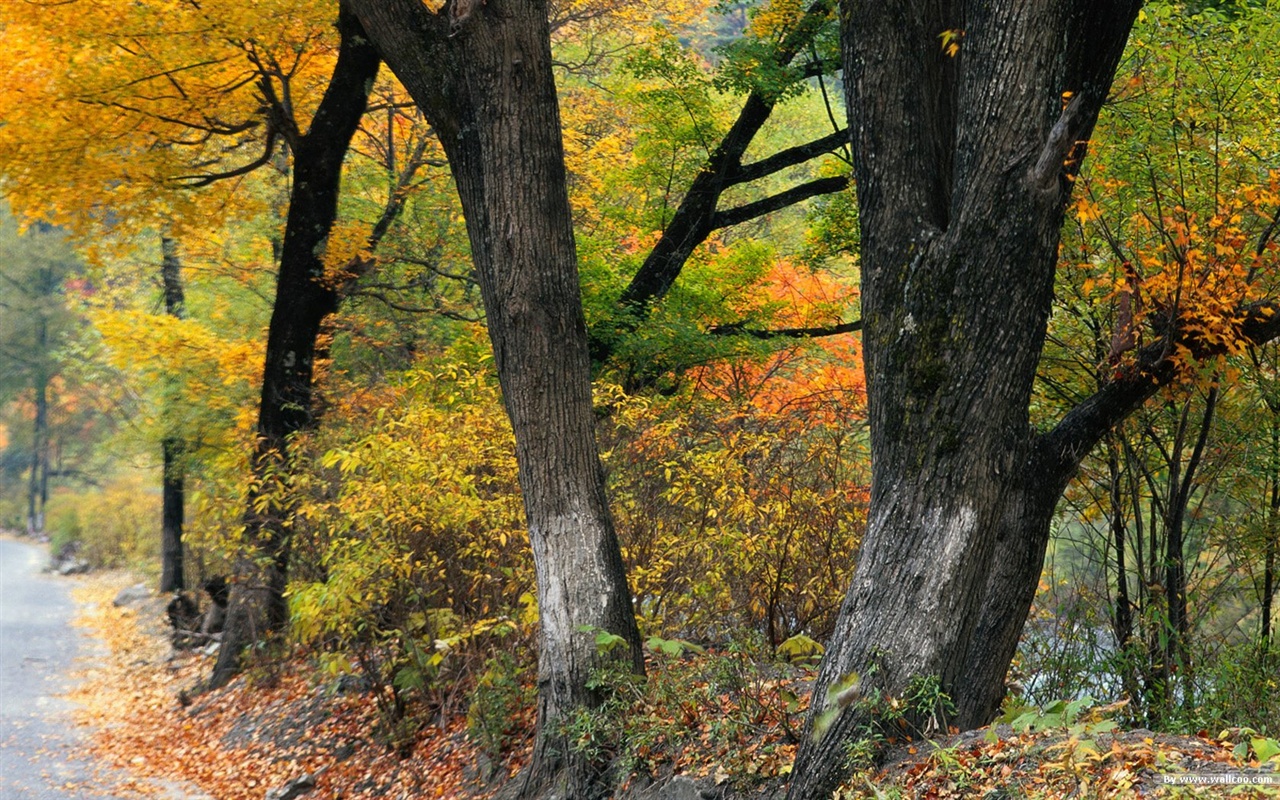가을 숲 벽지 #2 - 1280x800