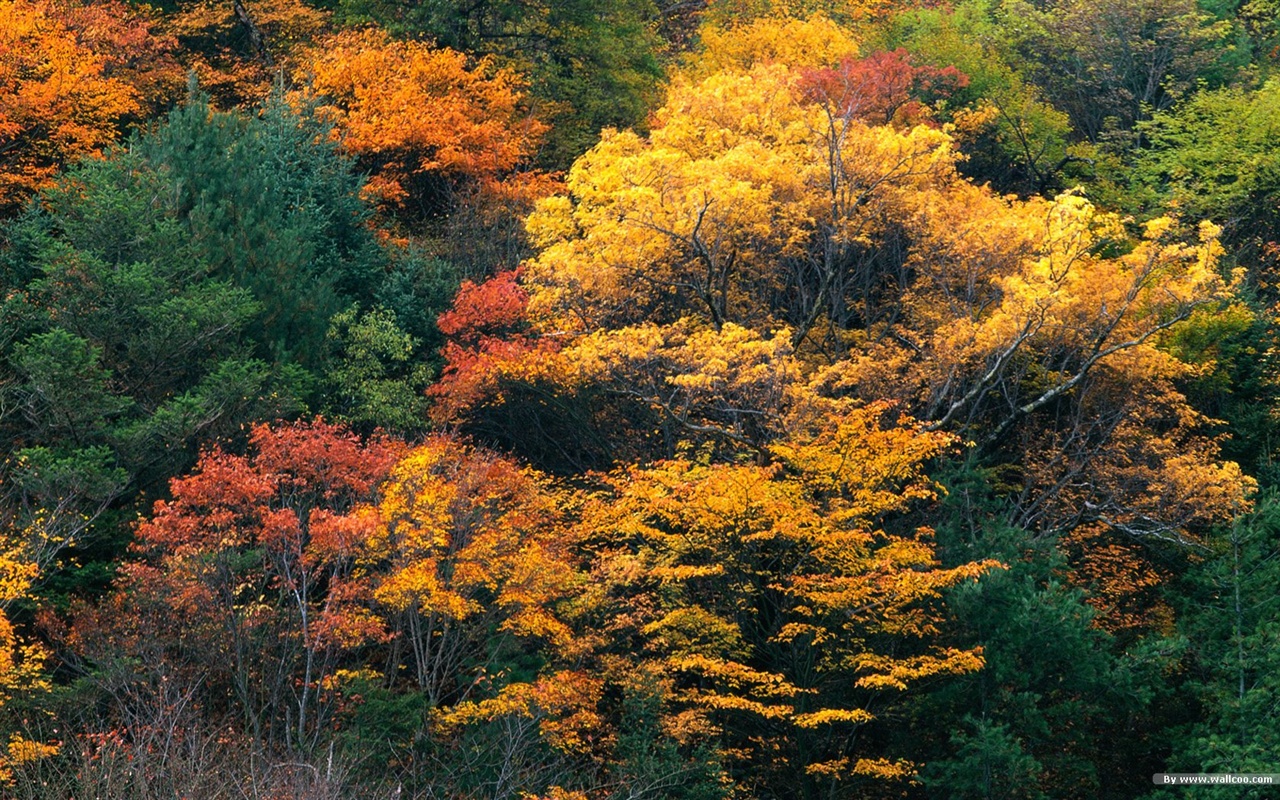 El fondo de pantalla bosque del otoño #5 - 1280x800