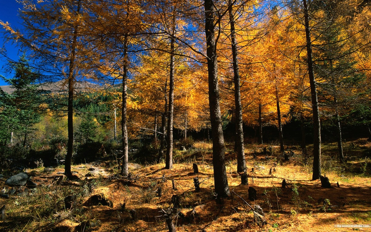 El fondo de pantalla bosque del otoño #6 - 1280x800