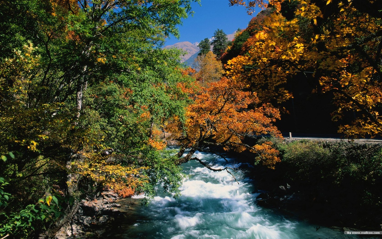 The autumn forest wallpaper #8 - 1280x800