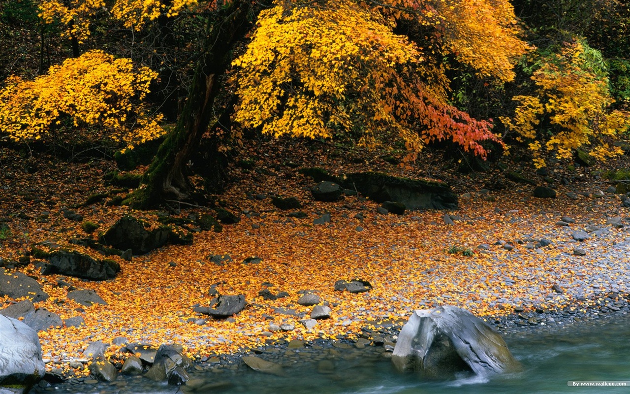 The autumn forest wallpaper #10 - 1280x800