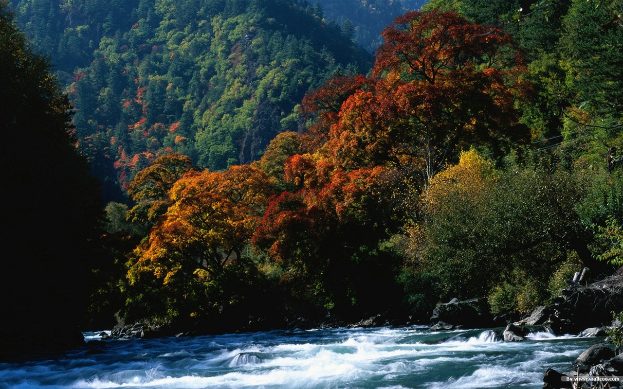 The autumn forest wallpaper #12 - 1280x800