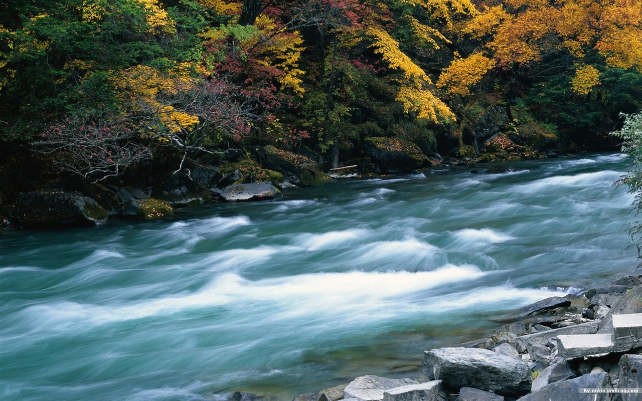 The autumn forest wallpaper #13 - 1280x800