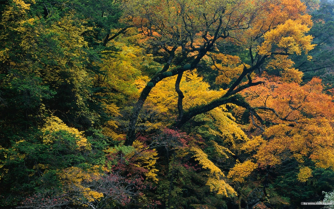 森林裡的秋天壁紙 #15 - 1280x800