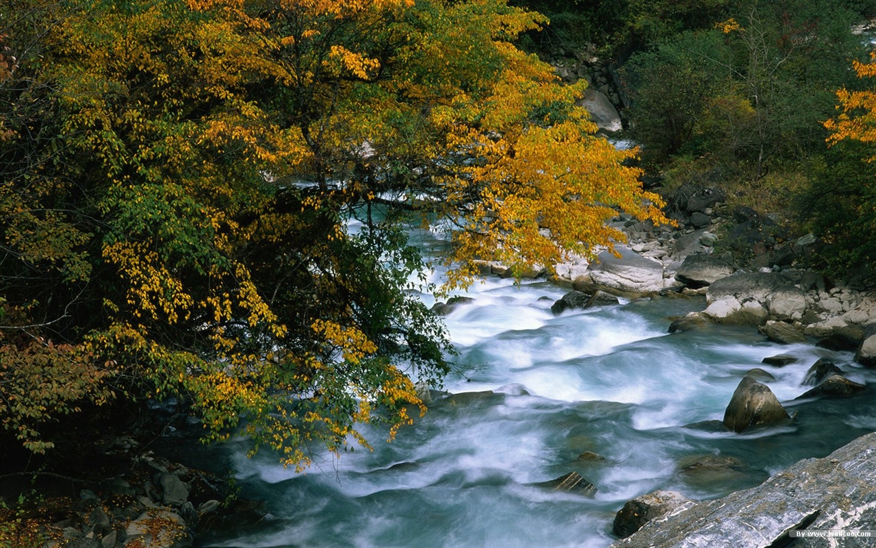 The autumn forest wallpaper #16 - 1280x800