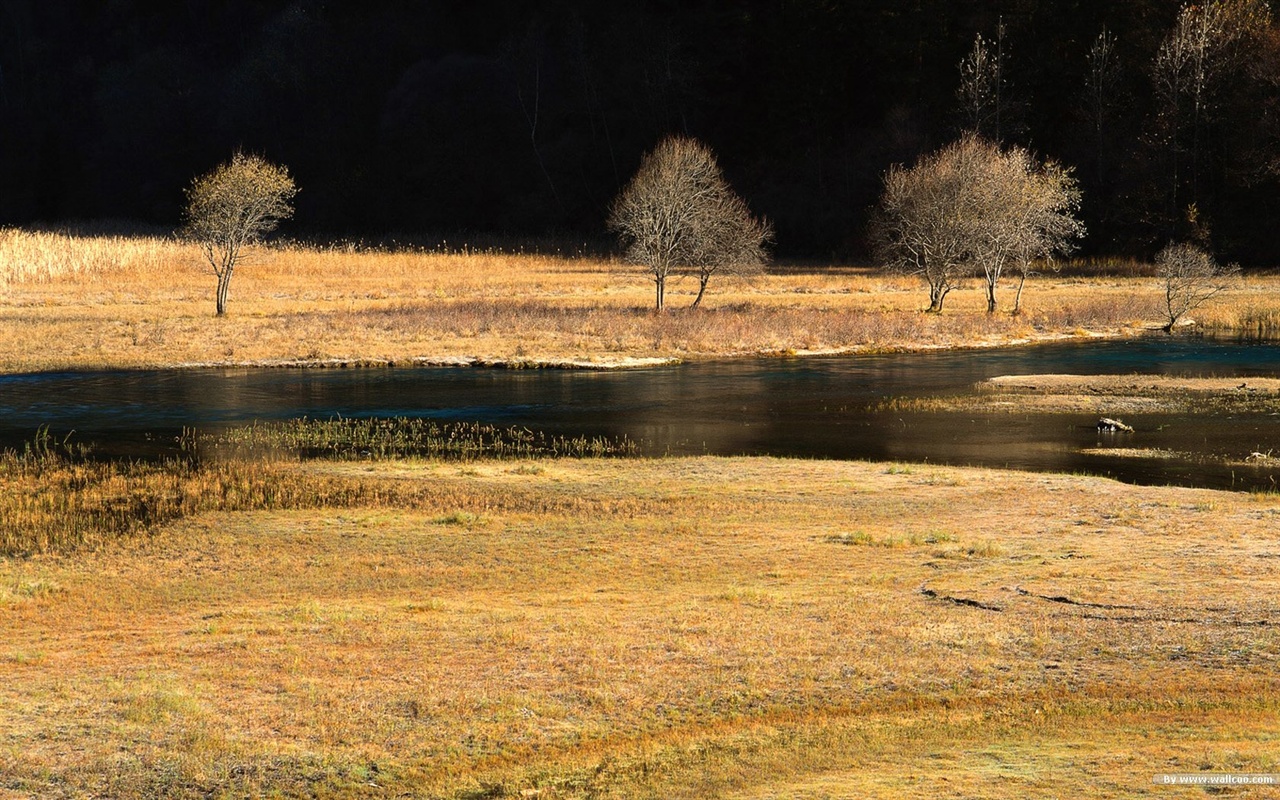 The autumn forest wallpaper #19 - 1280x800