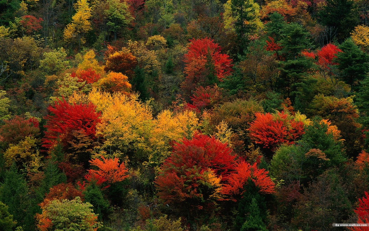 The autumn forest wallpaper #21 - 1280x800