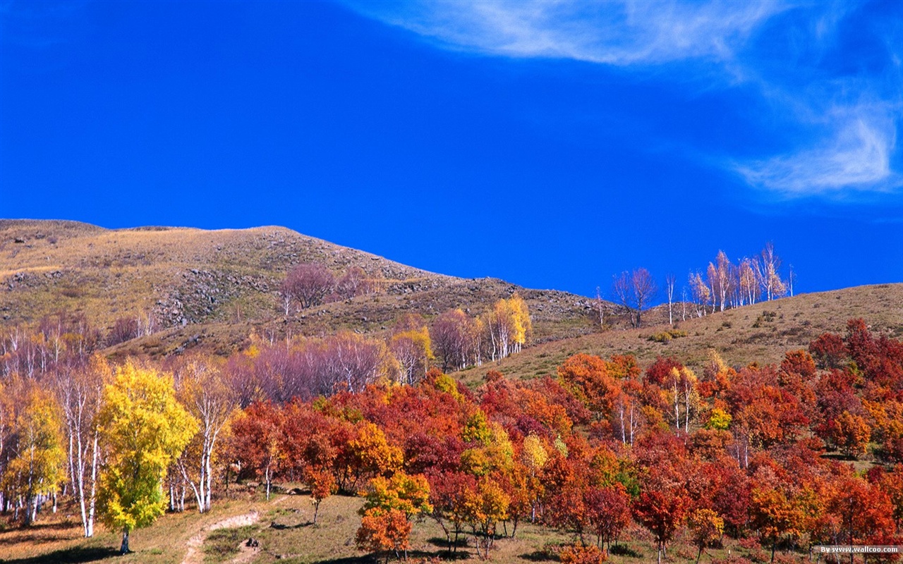 El fondo de pantalla bosque del otoño #25 - 1280x800