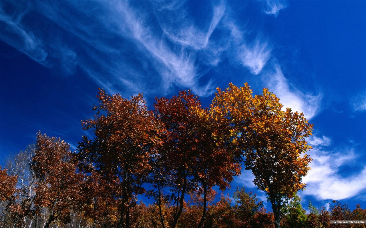 El fondo de pantalla bosque del otoño #26 - 1280x800