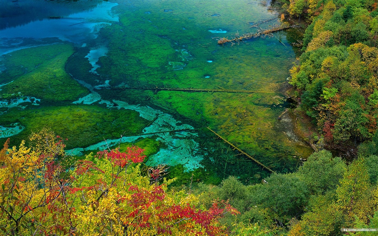 El fondo de pantalla bosque del otoño #28 - 1280x800