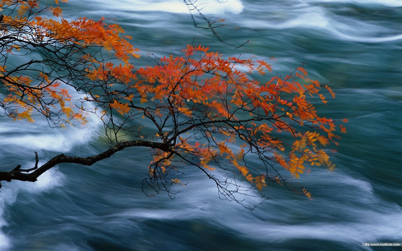 El fondo de pantalla bosque del otoño #29 - 1280x800
