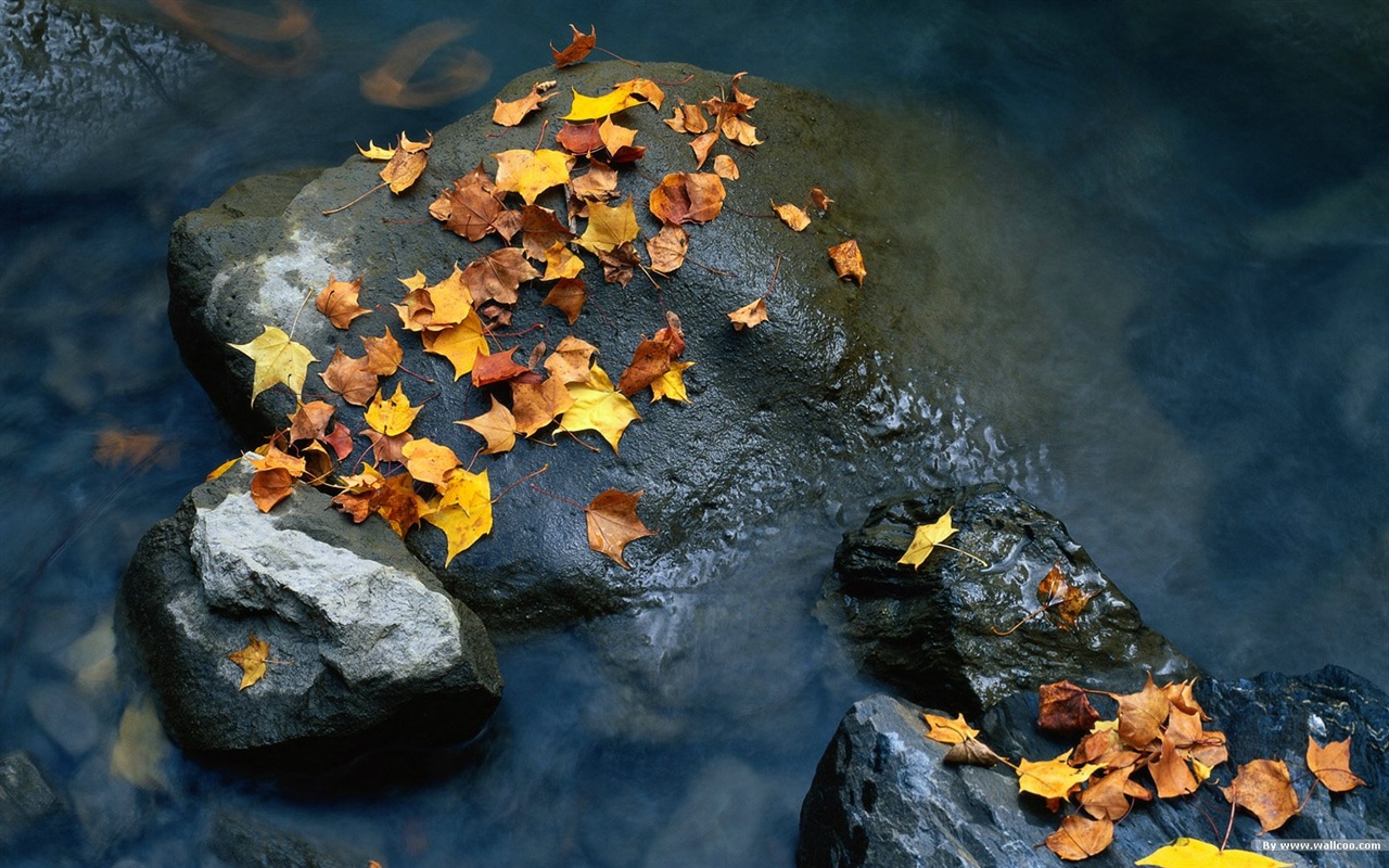 El fondo de pantalla bosque del otoño #30 - 1280x800