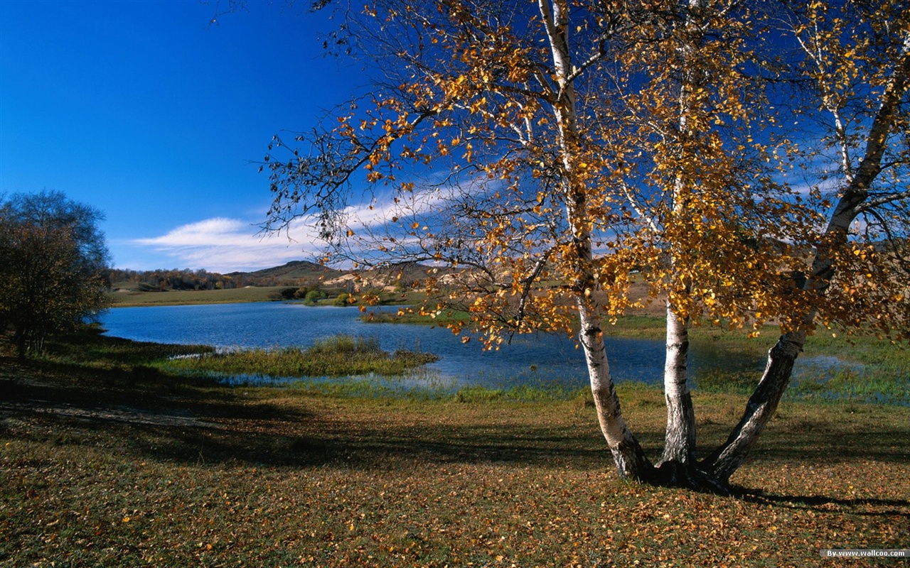 El fondo de pantalla bosque del otoño #34 - 1280x800