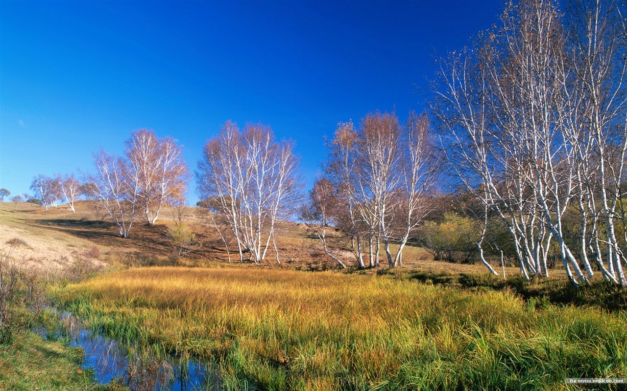 El fondo de pantalla bosque del otoño #35 - 1280x800