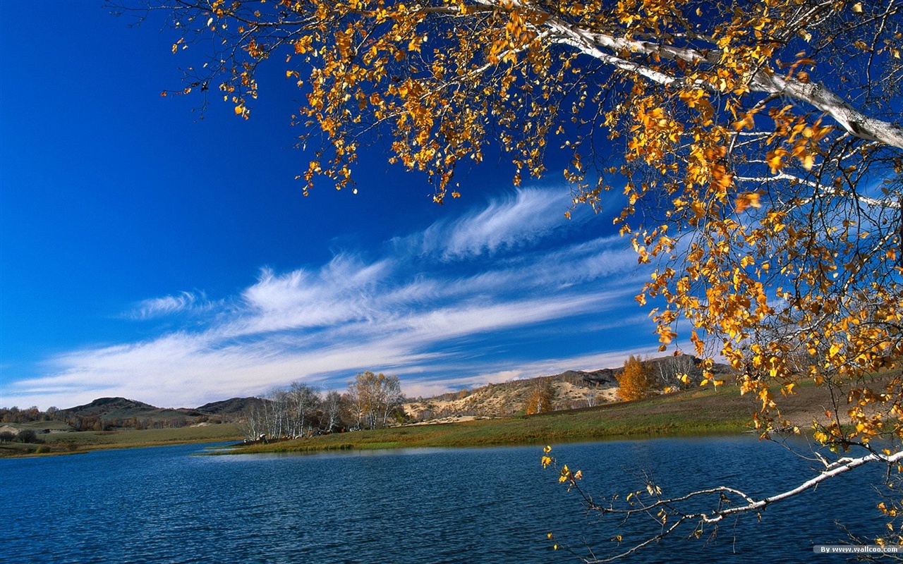 El fondo de pantalla bosque del otoño #36 - 1280x800