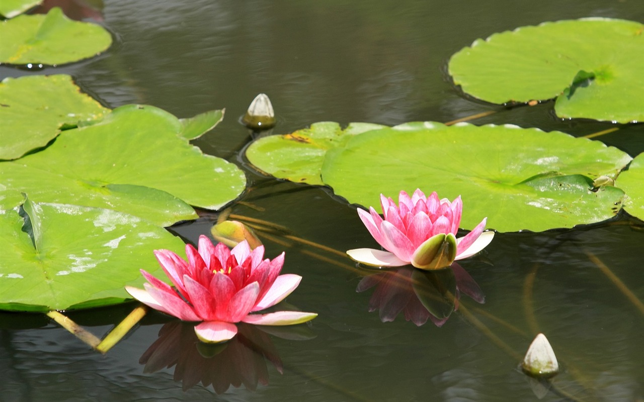 Intoxicating flowers wallpaper #1 - 1280x800
