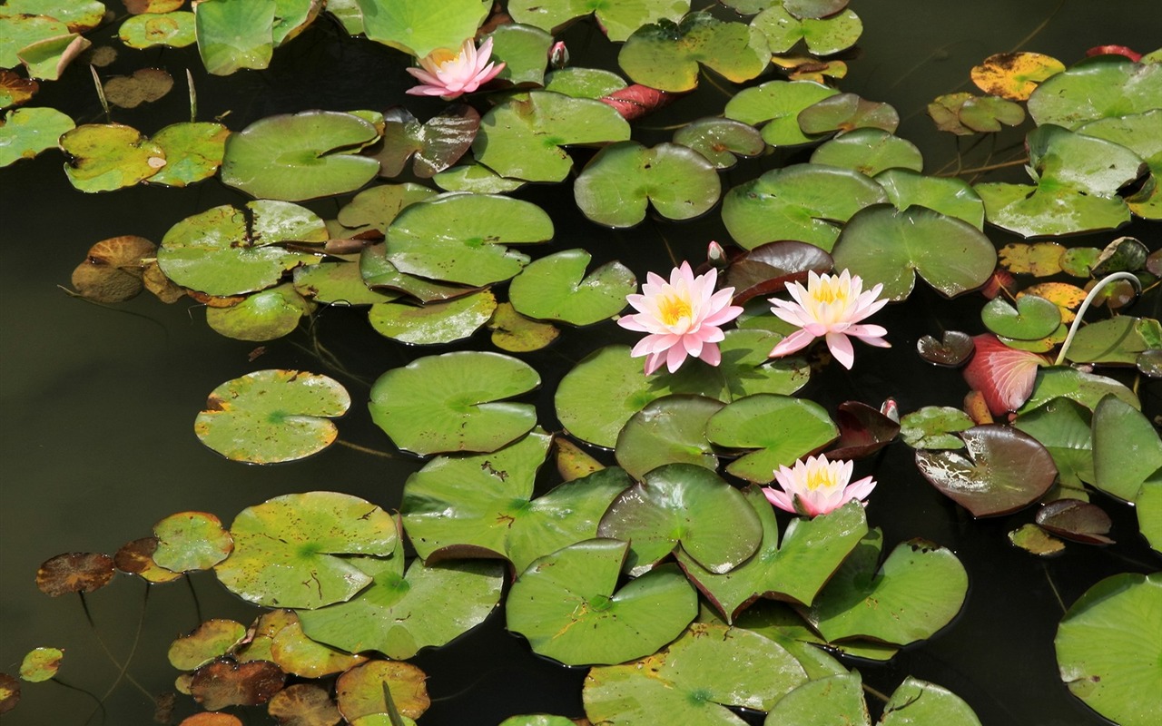 Enivrantes fleurs fond d'écran #2 - 1280x800