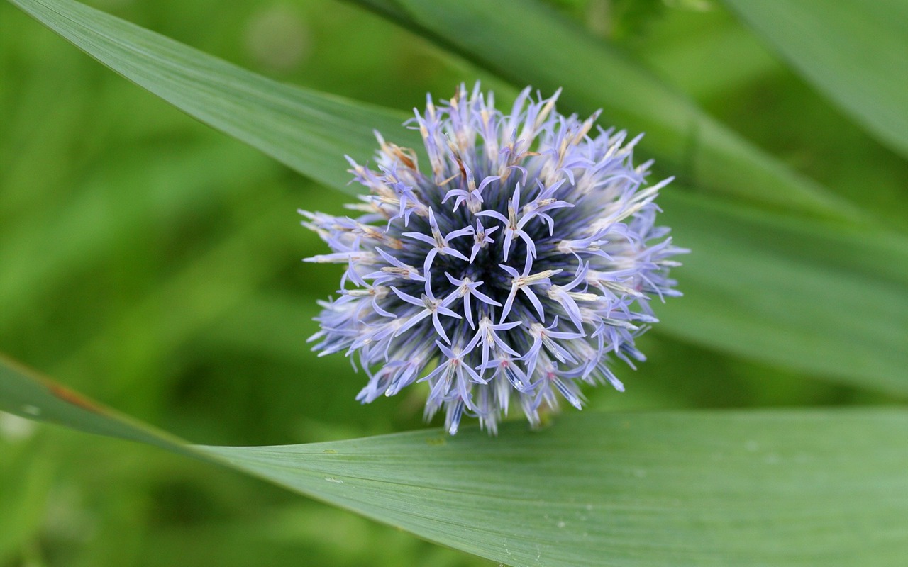 令人陶醉的鮮花壁紙 #5 - 1280x800