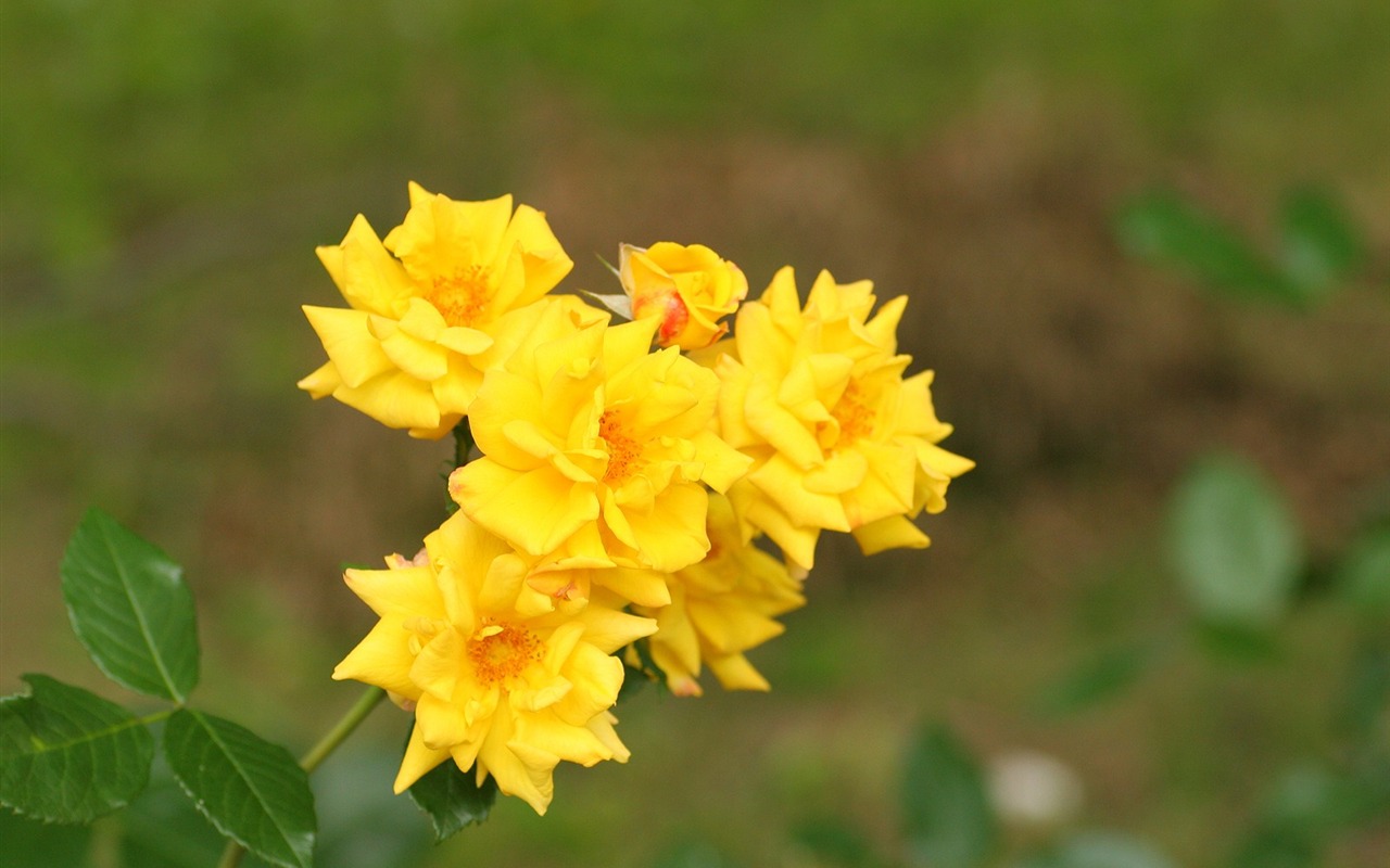 Intoxicating flowers wallpaper #7 - 1280x800