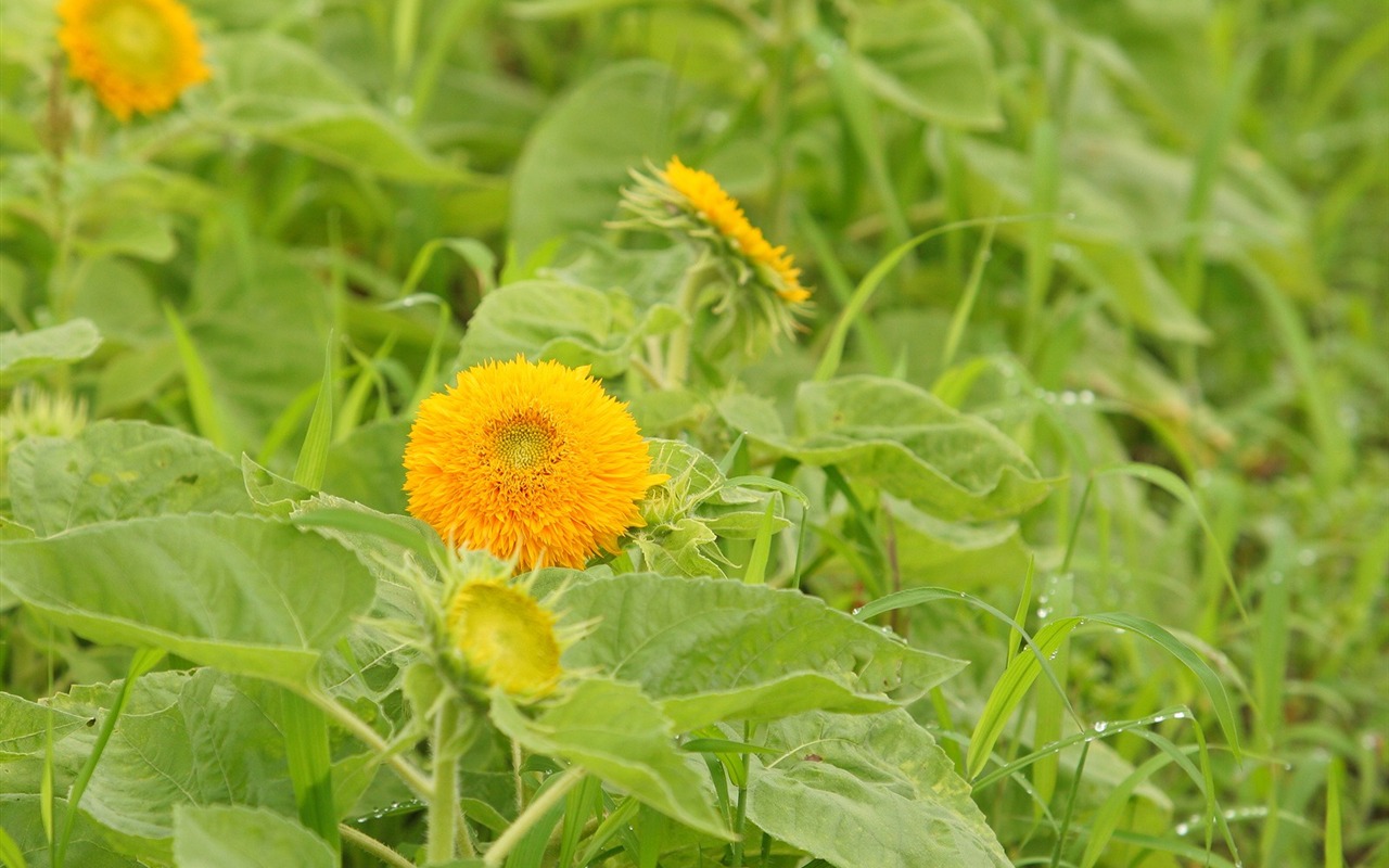 Enivrantes fleurs fond d'écran #8 - 1280x800