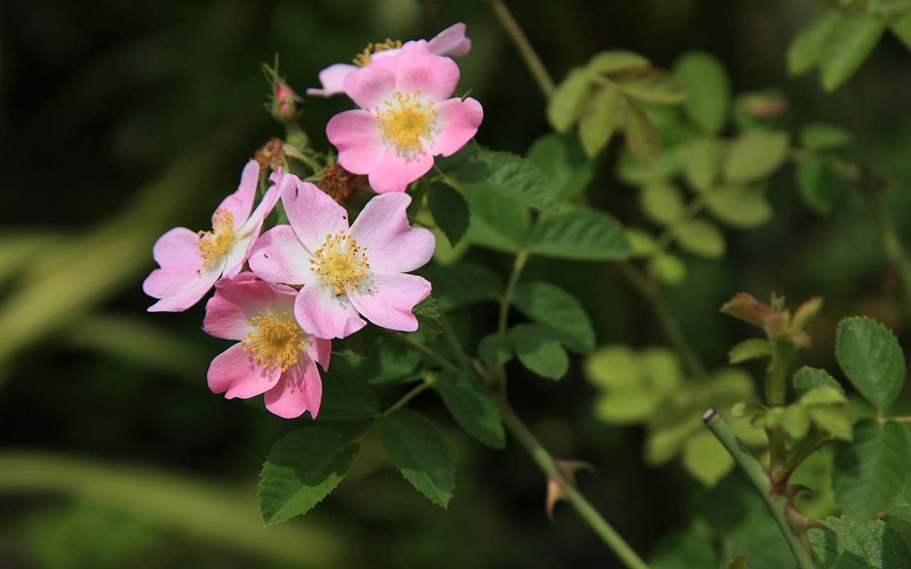 Enivrantes fleurs fond d'écran #13 - 1280x800