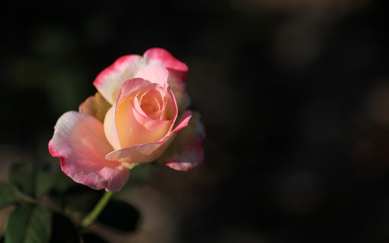 令人陶醉的鮮花壁紙 #14 - 1280x800