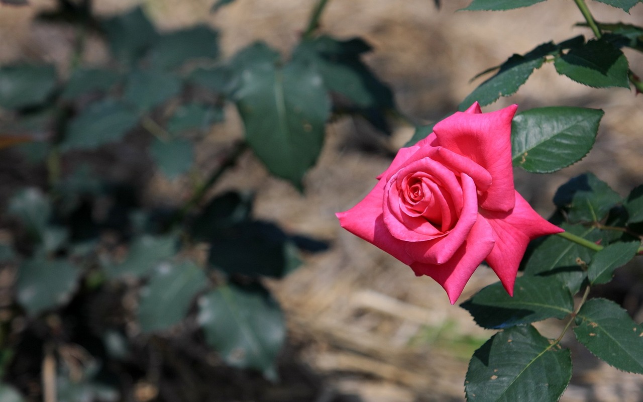Intoxicating flowers wallpaper #15 - 1280x800