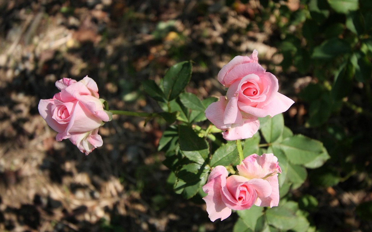 Enivrantes fleurs fond d'écran #17 - 1280x800