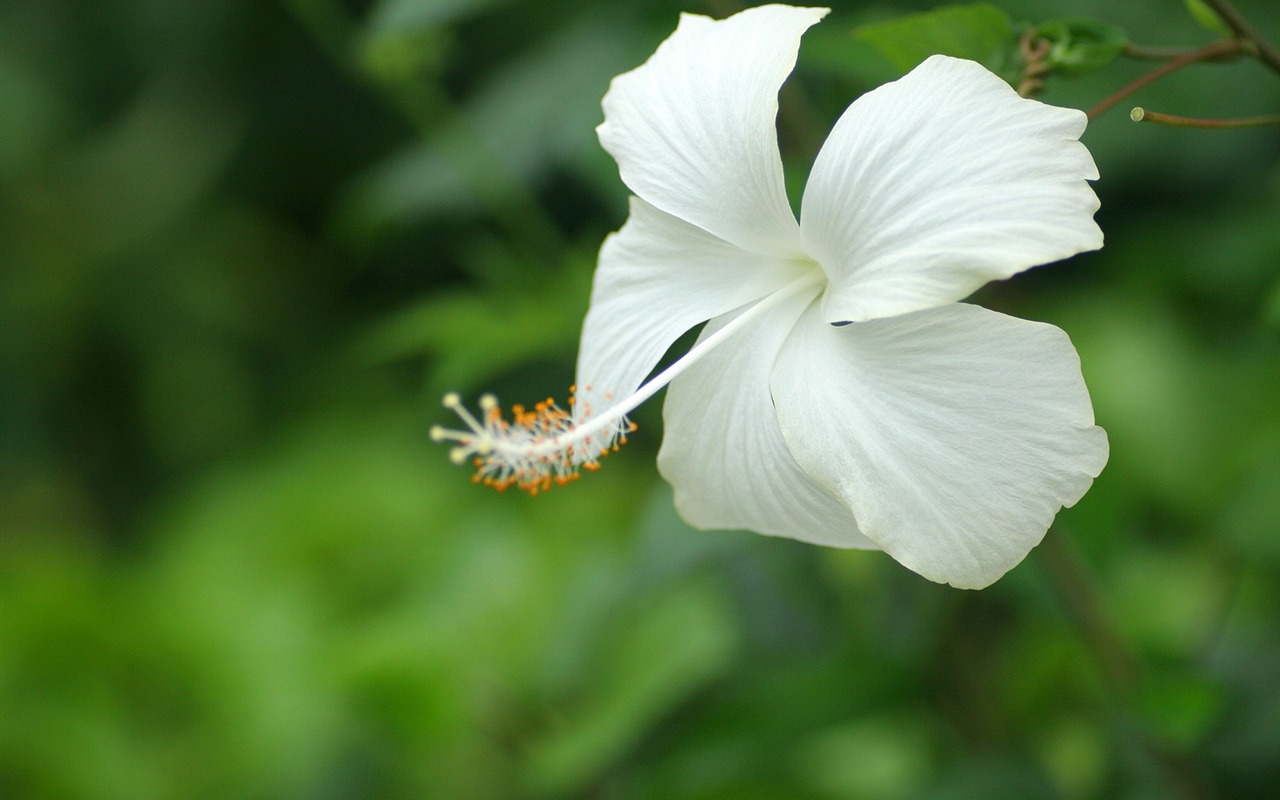 Enivrantes fleurs fond d'écran #18 - 1280x800