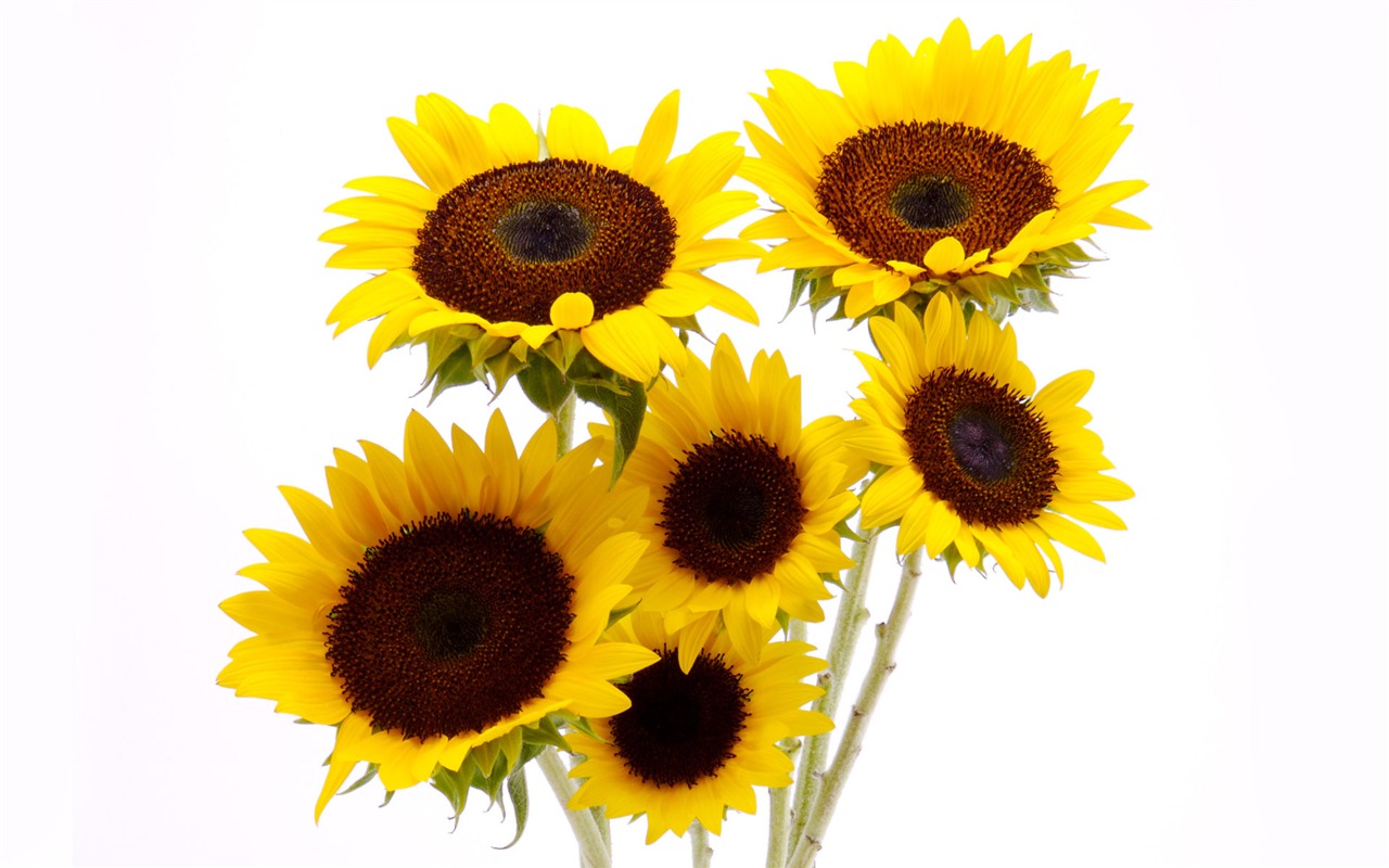 Sunny sunflower photo HD Wallpapers #3 - 1280x800