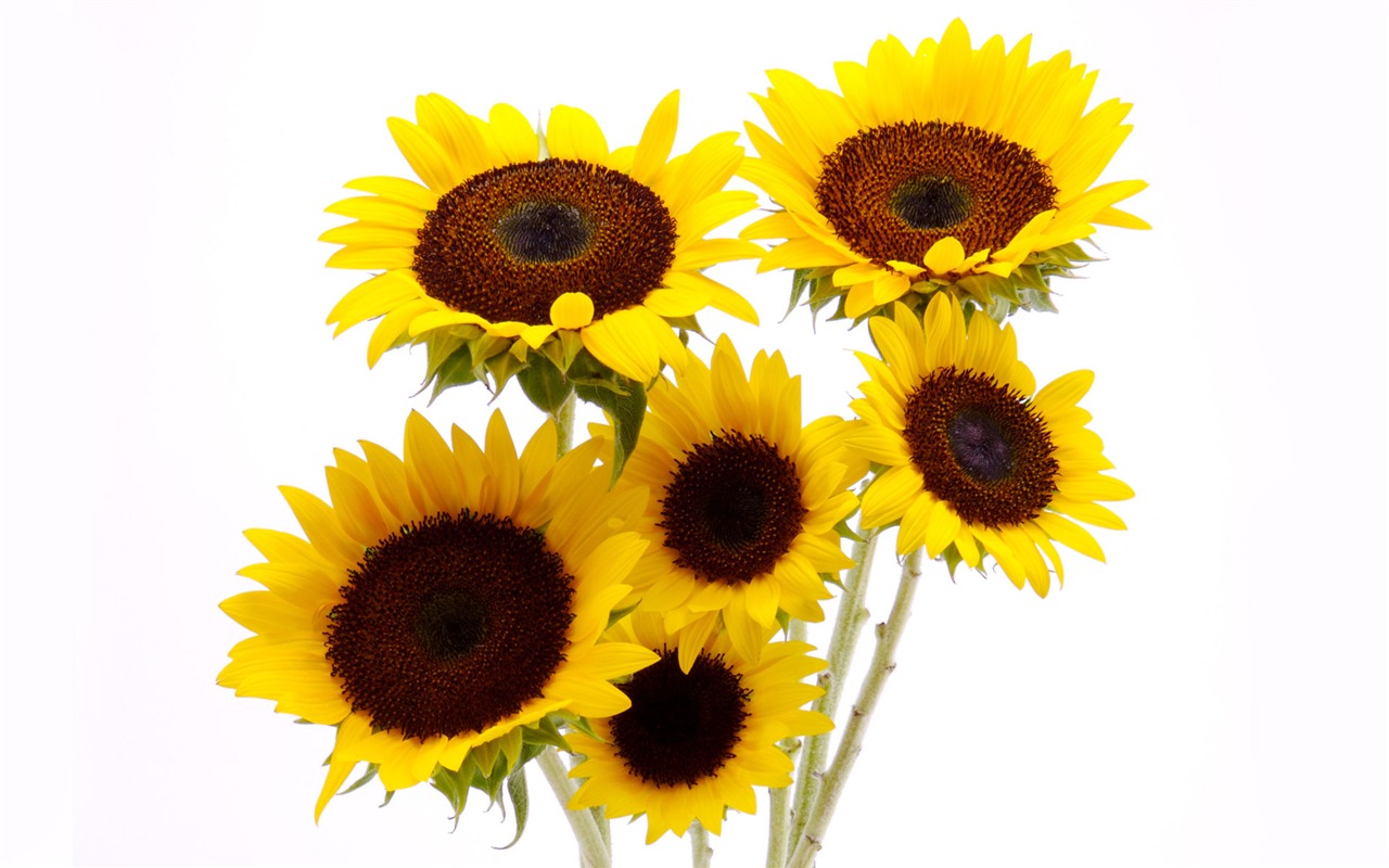 Soleado foto de girasol HD Wallpapers #3 - 1280x800