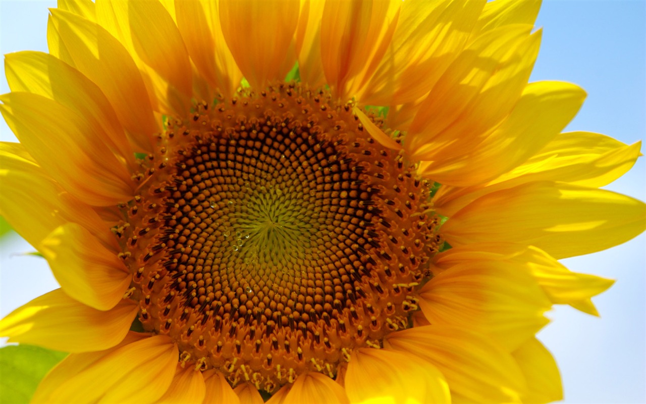 陽光 葵花寫真高清壁紙 #4 - 1280x800
