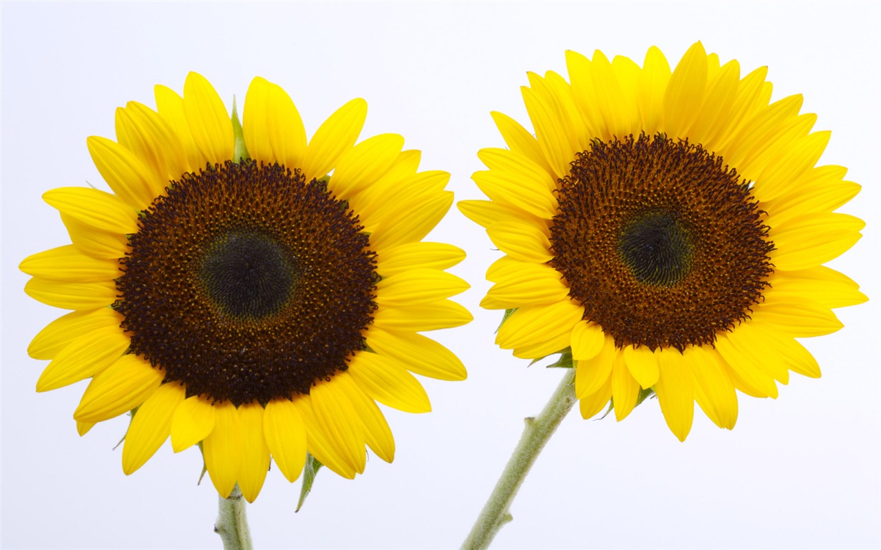 Sunny slunečnice foto HD Tapety na plochu #6 - 1280x800