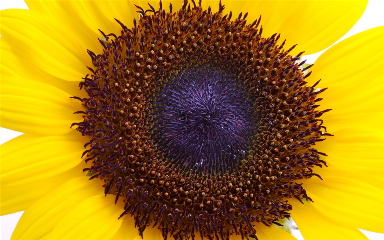 Sunny slunečnice foto HD Tapety na plochu #8 - 1280x800