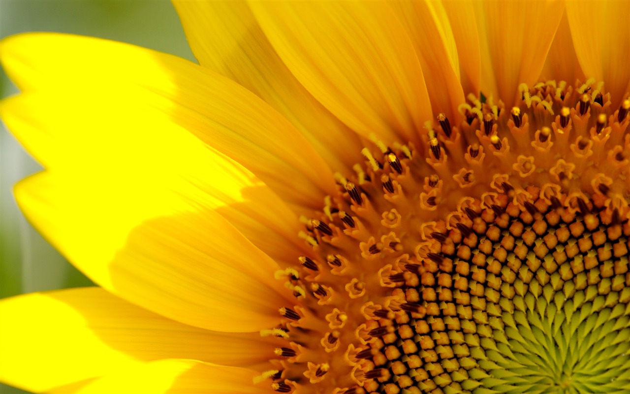 陽光 葵花寫真高清壁紙 #12 - 1280x800