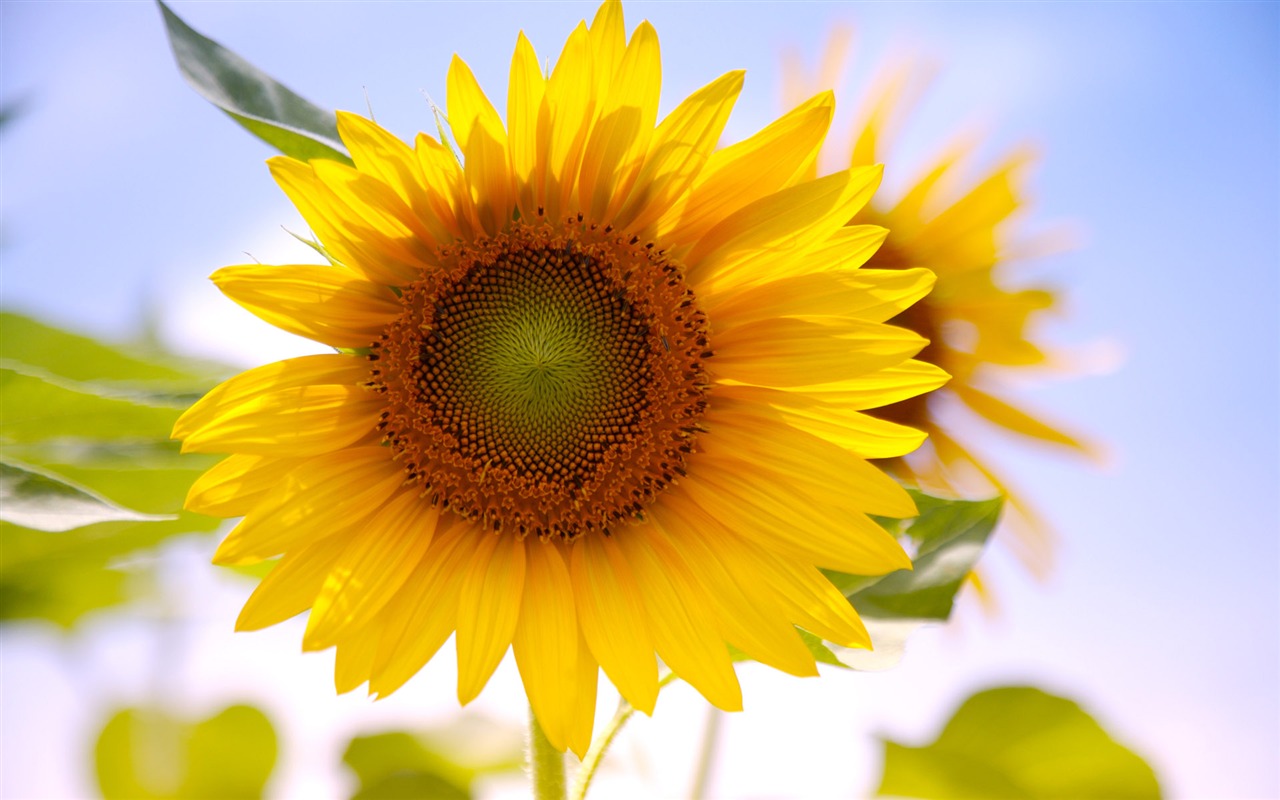 陽光 葵花寫真高清壁紙 #14 - 1280x800