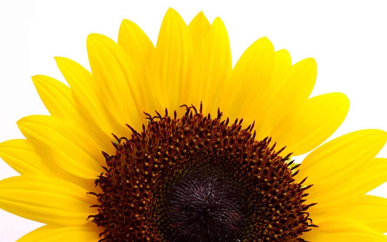 Sunny sunflower photo HD Wallpapers #18 - 1280x800