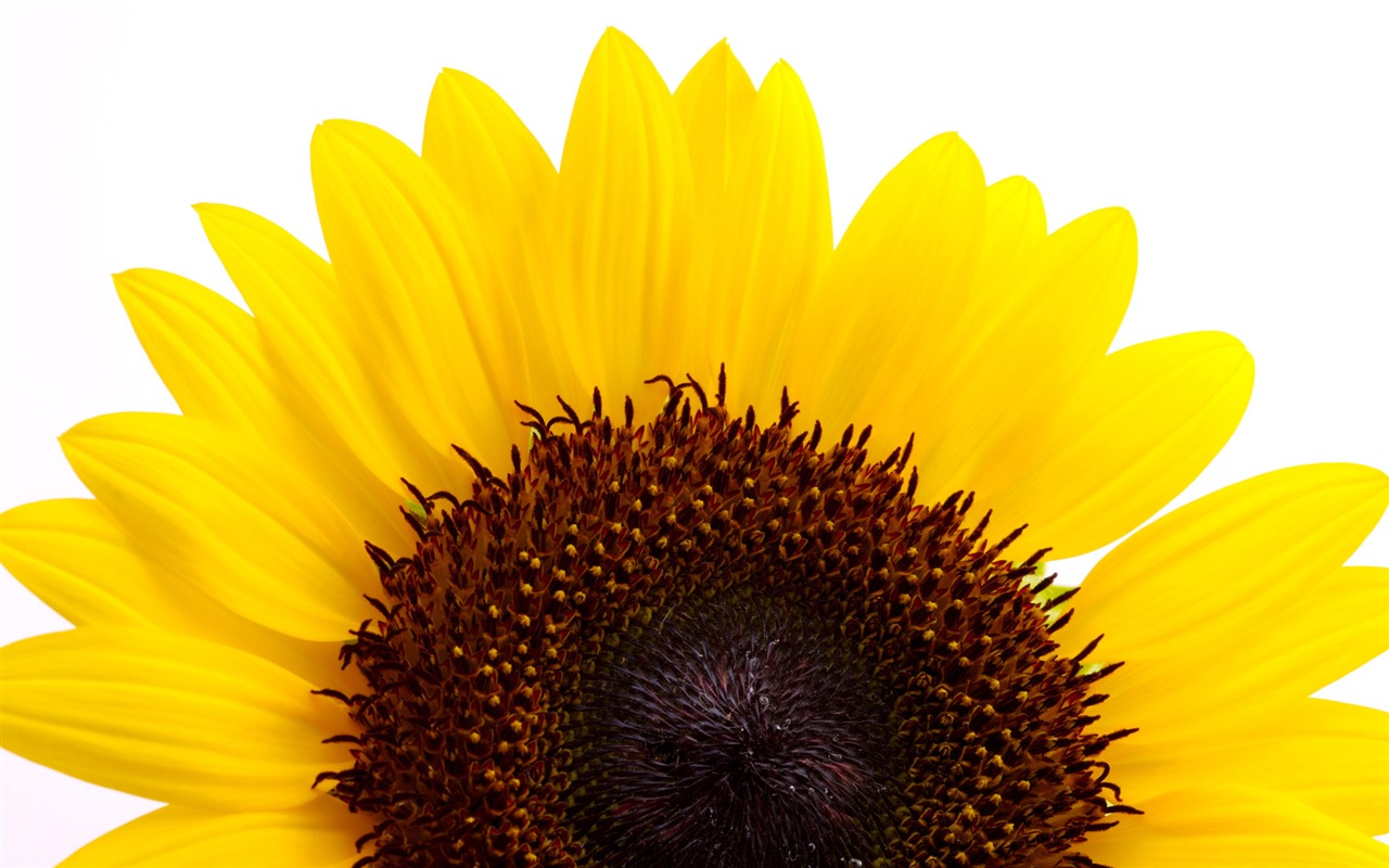 Soleado foto de girasol HD Wallpapers #18 - 1280x800