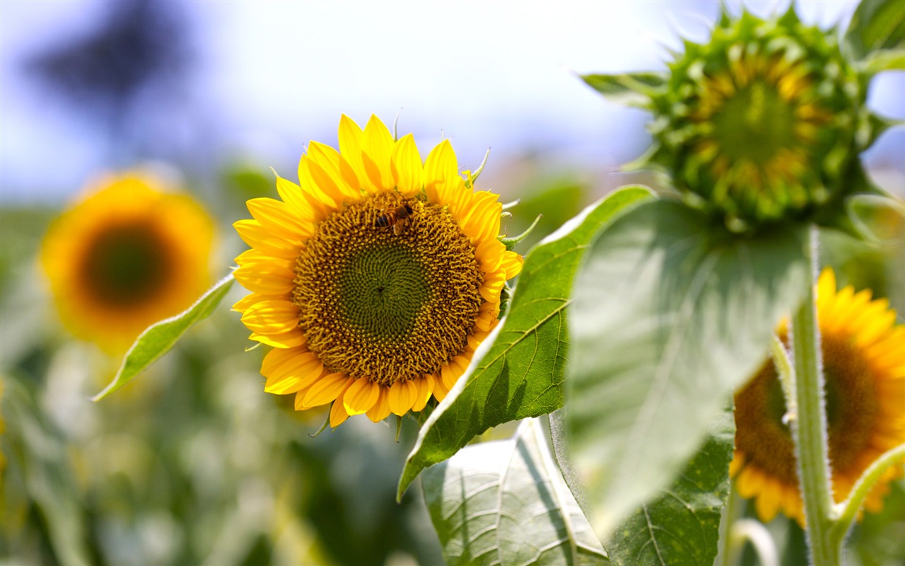 Sunny sunflower photo HD Wallpapers #21 - 1280x800