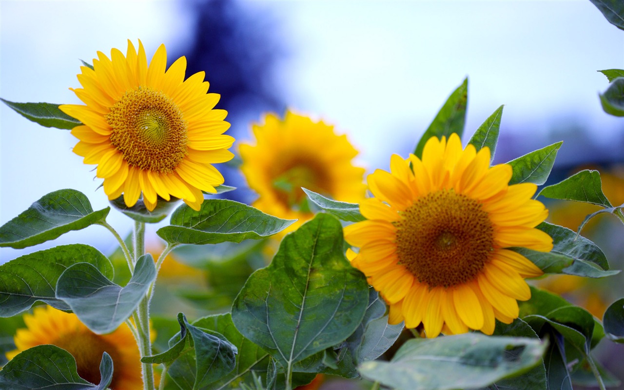 Sunny sunflower photo HD Wallpapers #23 - 1280x800