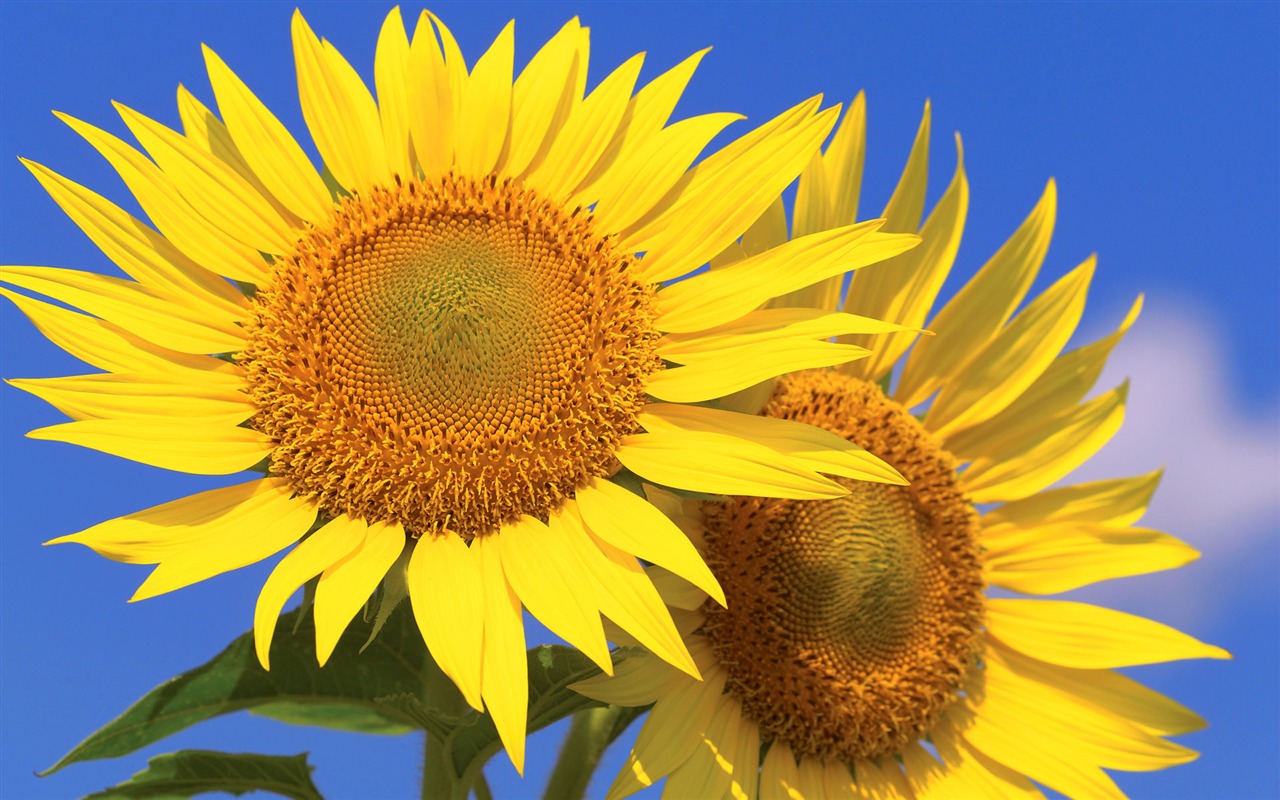 Soleado foto de girasol HD Wallpapers #25 - 1280x800