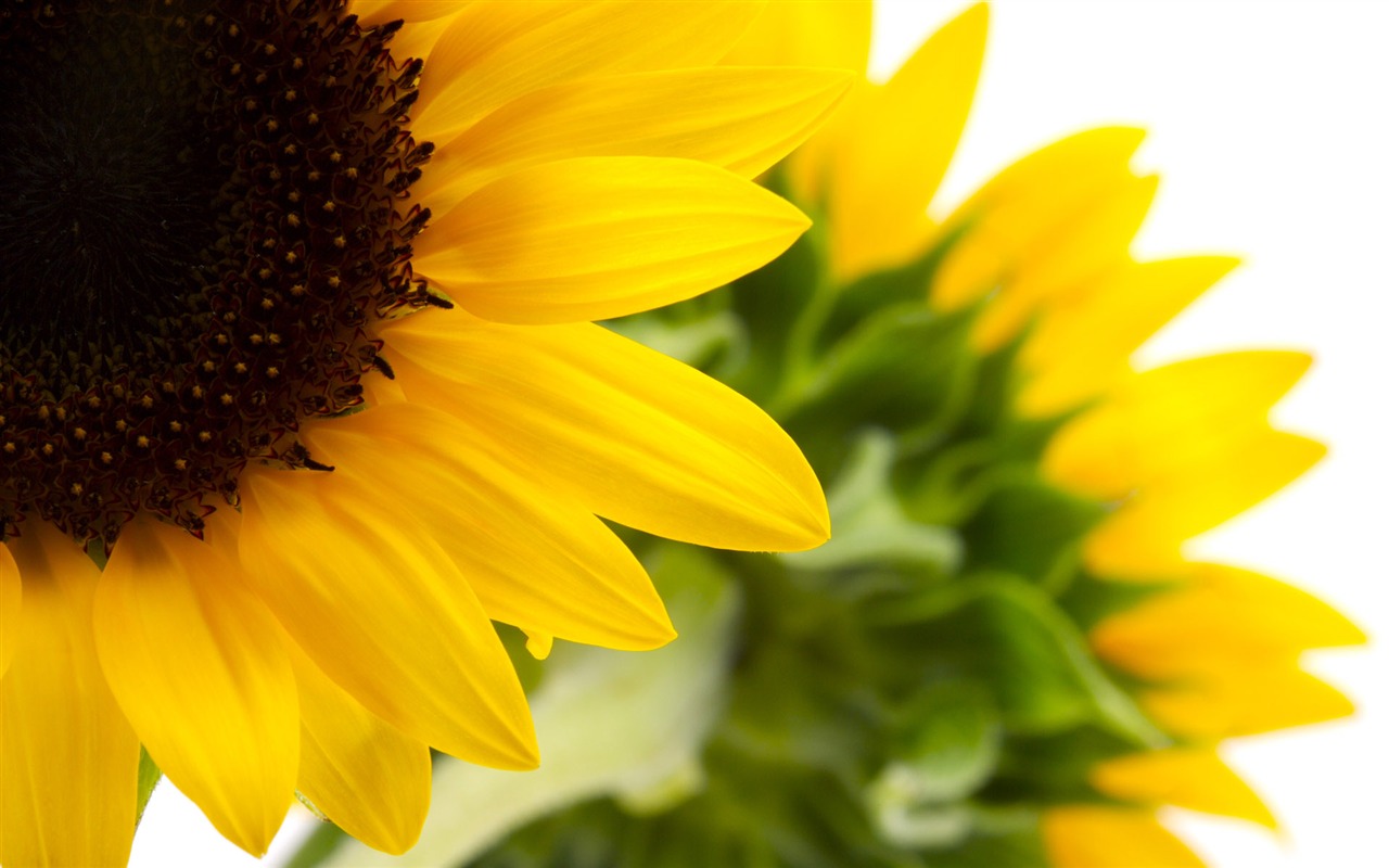 陽光 葵花寫真高清壁紙 #26 - 1280x800